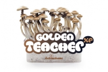 images/productimages/small/Golden Teacher mushroom growkit.jpg